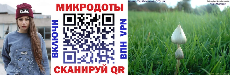 наркошоп  Ейск  дарк нет телеграм  Галлюциногенные грибы Psilocybe 